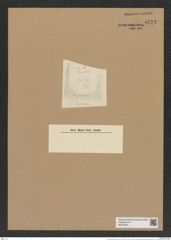 Hemiaulus barbadensis Grun. (de-Toni-Nr.: Genus 117, Species 3364) Zeichnungen Sammlung Grunow Nr. 6772 (NHMW-BOT-W0375604)